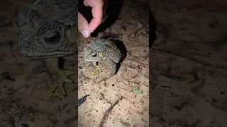 Frogs and lizards make you laugh episode 2 | Catch frog Hahaha | Catch frog | Tep longheng funny