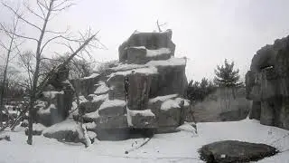 Snow Monkey Live