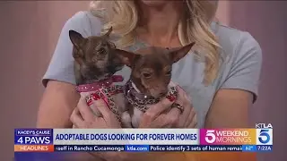 Kacey's Cause 4 Paws: Hank's Legacy
