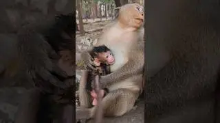 holding baby monkey  Avery warmly happy with king monkey 🐒 Amaya #shorts #shortvideo #shortsfeed
