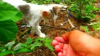 From Ground to Almost Top Kitten's Tree Climbing Journ  ey