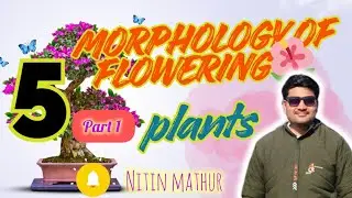 CHAP 5 MORPHOLOGY OF FLOWERING PLANTS, Nitin Mathur, UNIT 2 STRUCTURAL ORGANISATION  PLANT & ANIMAL