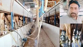 Cows Milking 🐄 | Animal Health @Dairysolution