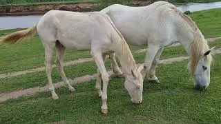 Продажа ахалтекинских лошадей. Тел/Whats app: +7-916-403-90-33 Sale of Akhal-Teke horses.