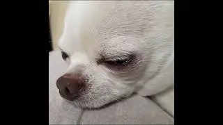 A little sleepy boy 🥺 #animalsanctuary #chihuahua