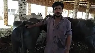 Kattiyan Kundhi Banni Breed |  Kundhi buffalos for dairy farming in Sindh