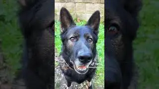 5 Things To Keep An Eye On For Your Dog's Eye Health!