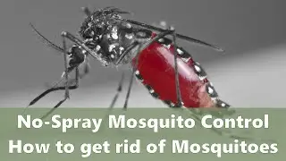 No Spray, Eco-Friendly Mosquito Control - How to get rid of mosquitoes