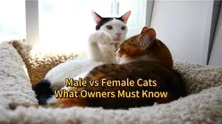 Male vs Female Cats: Body, Behavior, Health Risks and What Owners Often Misunderstand