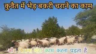 कुवैत में भेड़ बकरी चराने का काम |kuwait majra life 😭|@NisarNsvlog 