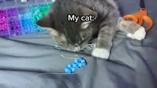 Why do cats like pony beads so much?! #kandi #trending #fyp #shorts #ytshorts #subscribe #cat