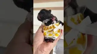 Frenchie baby wearing a cute dress 👗😍 #frenchie #dog #cute