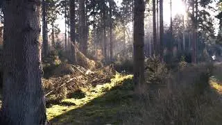 forest stock video free | forest royalty free video