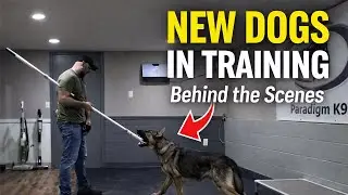 Meet the New Dogs | Behind the Scenes at Training
