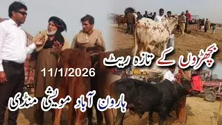 Haroon Abad Mandi Aaj Ke Taza Rates 🔥 Live Update | Qavi Baba Bahawalnagar