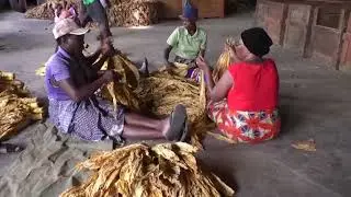 Tobacco farmer grows jobs for women in Zimbabwe