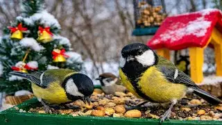 1 Hour of Garden Birds 4K – Bird Feeder Cam | Birds for Cats & Relaxing Nature