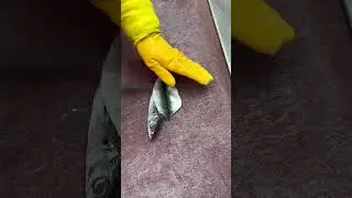 Fish filleting skills
