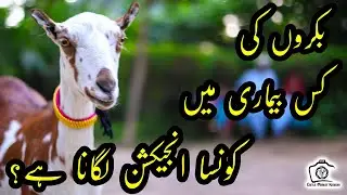 Bakron Ki Kis Bimari Main Konsa Injection Lagana Hai? Goats Medicines & Healthcare Management