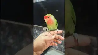 African Lovebird Trusts Me Completely 🐦❤️ |Cutest Pet Bird Bonding Moment #viral #trending #lovebird