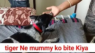 Dog attack owner