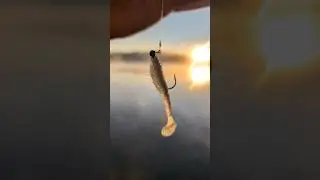 Catching a Yellow Perch with Keitech Swing Impact FAT Soft Plastic Fishing Lure | ASMR