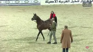 N.209 AMEED AL HADDAR - Athal Arabian Horse Show 2026 - Senior Stallions (Class 6)