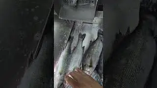 High pressure water descaling machine to remove scales from sea bass