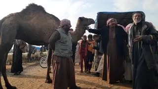سوق الحدادية اليوم 2023/12/11 الدلال أبو غازي والدلال أبو زهرة ومزاد نااار على الابل والبقر حط لايك