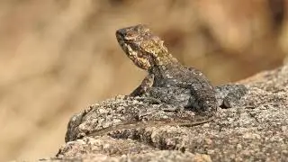 Rock Agamas - Basking in the Sun | Avalahalli Forest, Bengaluru