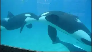 Corky, Ikaika, Keet, and Makani at Orca Underwater Viewing -  SeaWorld San Diego - January 3, 2024
