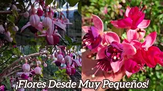 🌺 PENDIENTES DE LA REINA: SECRETOS Para Su Reproducci&oacute;n y Abundante FLORACI&Oacute;N 😱✨
