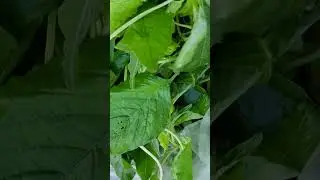 AMAZING FRESH SPINACH LEAVES ONLY IN THE PHILIPPINES