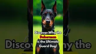 Discover Why the DOBERMAN is the Ultimate Guard Dog! #doberman #dogs #shorts #doglover #guarddog
