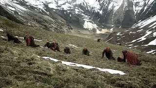 Pemburu Harta karun puncak Himalaya  - Jamur Emas Yasargumba