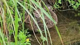 Brown Teal sleeping | Wildlife | New Zealand Birds | Endemic | Pāteke | Ducks