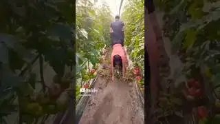 The Most Insane Luz TV Travel Highlights