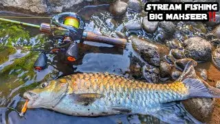 Stream Fishing, Ikan Mahseer Besar Menyambar Umpan ‼️