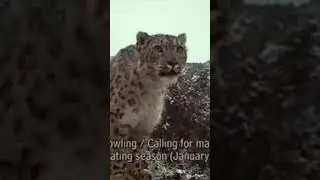 The Elusive Snow Leopard: An Epic Mountain Tracking Adventure #snowleopard