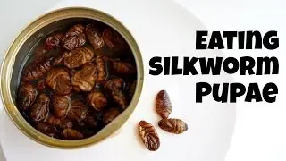Emmy Eats Silkworm Pupae