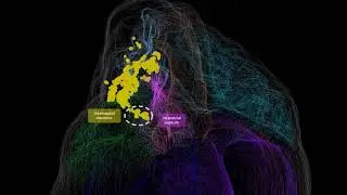 The first 3 D map of the heart's neurons