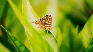 Gentle music heals the heart 🌿 Healing Physical, Mental and Emotional, Rest the Mind