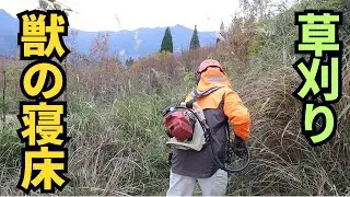 ウサギの寝床を草刈りして住めない環境にした！