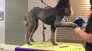 Poodle grooming: Kennel clip