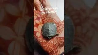 turtle 🐢 viral video#eye infection #treatment#medicin#aninallover#petcover