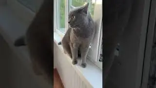 Unveiling the Hidden Charms of the Adorable Brown Cat 😸❤️ #cats #catvideos