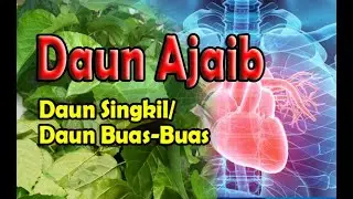 KHASIAT DAUN SINGKIL (DAUN BUAS-BUAS | | Obat Anti Tumor dan Penambah ASI