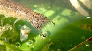 Geelgerande watertor larve/great diving beetle Larva (Dytiscus marginalis)
