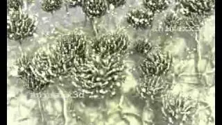mould colony