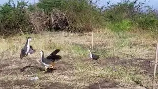 How to Make a Simple Bird Trap | Traditional Countryside Method 